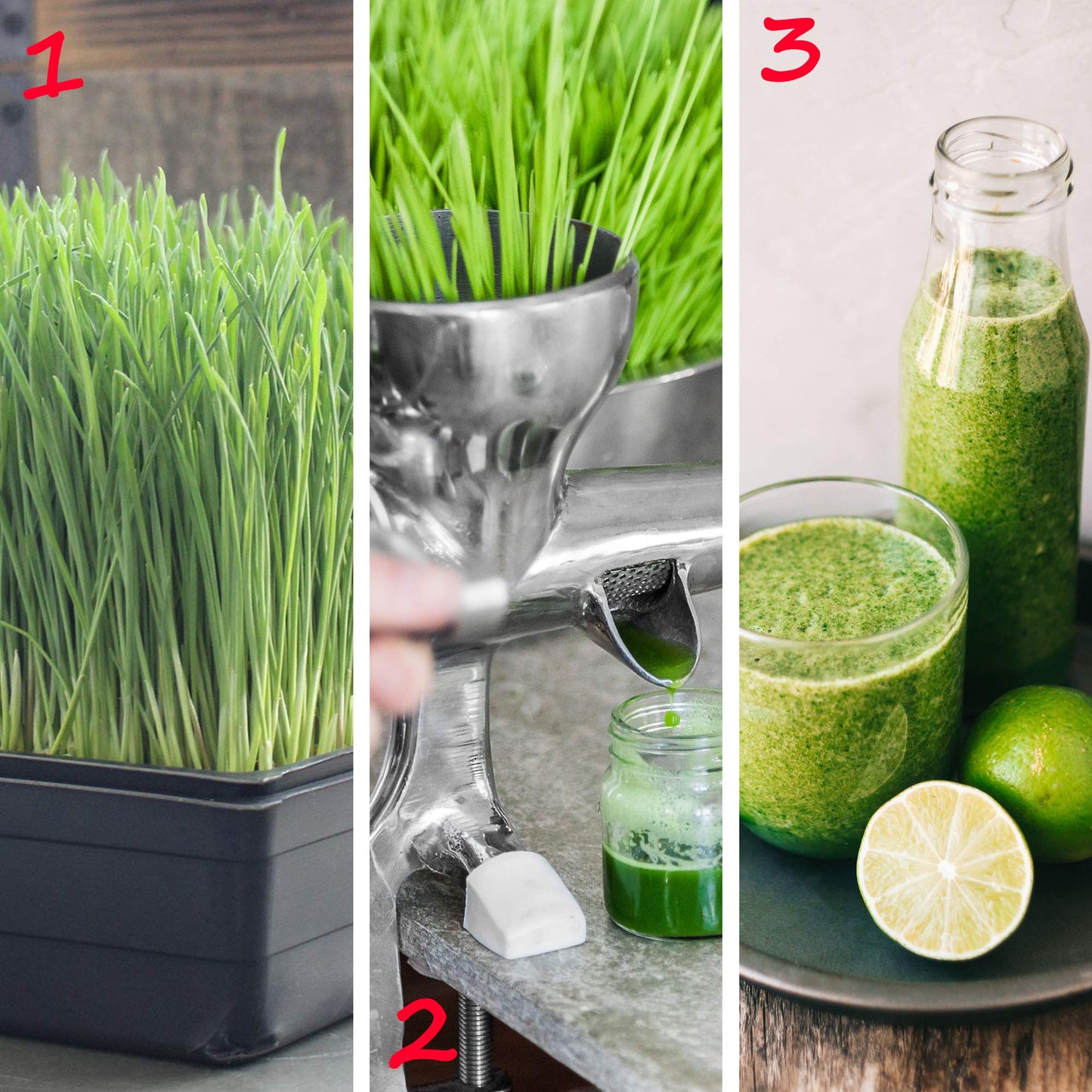 10-Pack 1020 Garden Growing Trays with Drain Holes - 10" x 20" Plastic Plant Trays with Holes - Wheatgrass Sprouting Tray, Microgreens Seed Tray, Hydroponic Trays, Nursery Flats, & Greenhouse Supplies