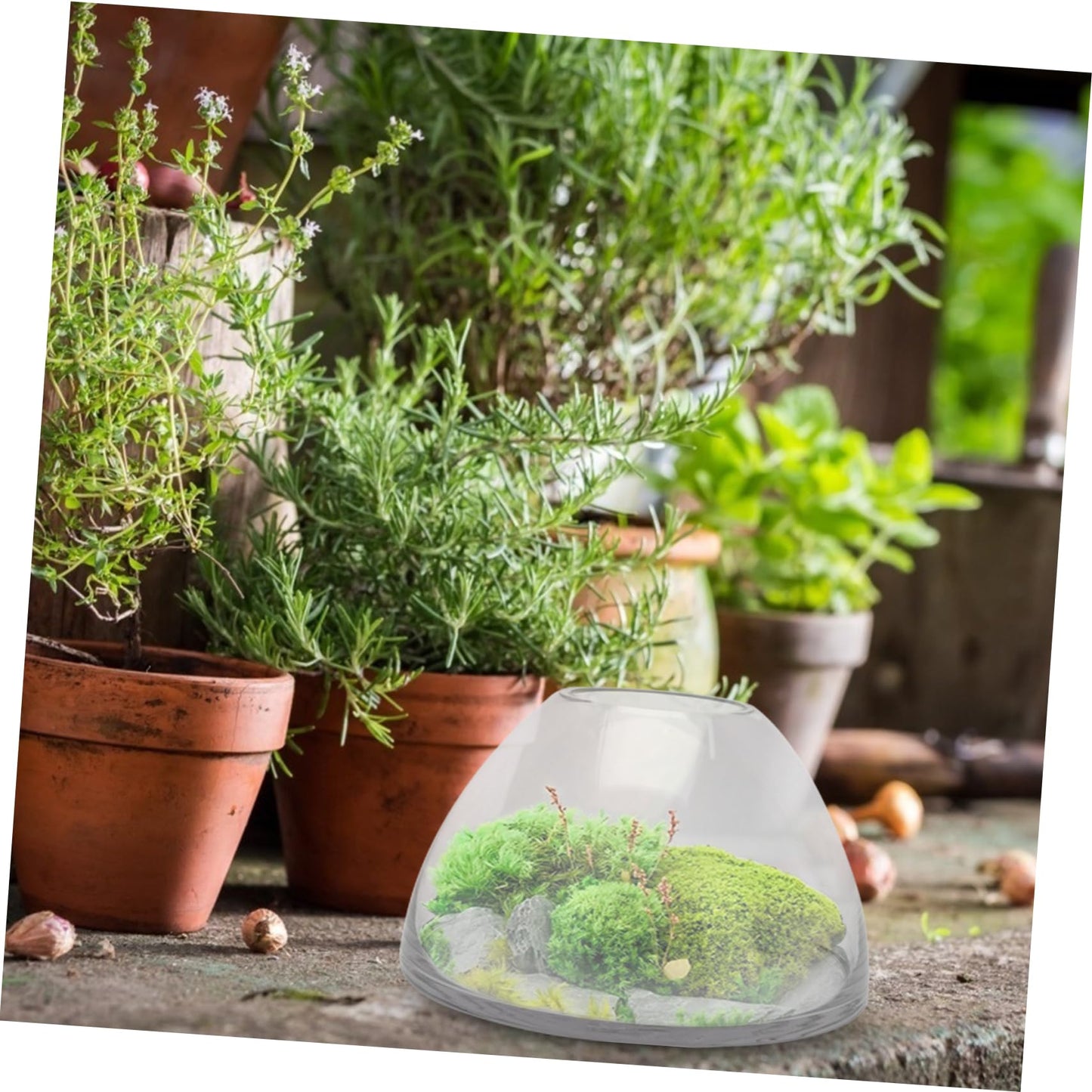 FONDOTIN Micro Landscape Bottle for Home Decor Borosilicate Glass Terrarium Holder Decorative Plant Ecosystem Container for Small Indoor Plants