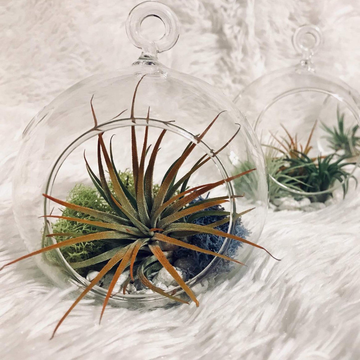 WGVI WGV Hanging Terrarium Globe, Width 6", Height 6.5", DIY Air Succulent Planter, Clear Glass Vase Orb with Flat Bottom, Candle Holder for Windowsill Outdoor Garden Decor, 1 Piece