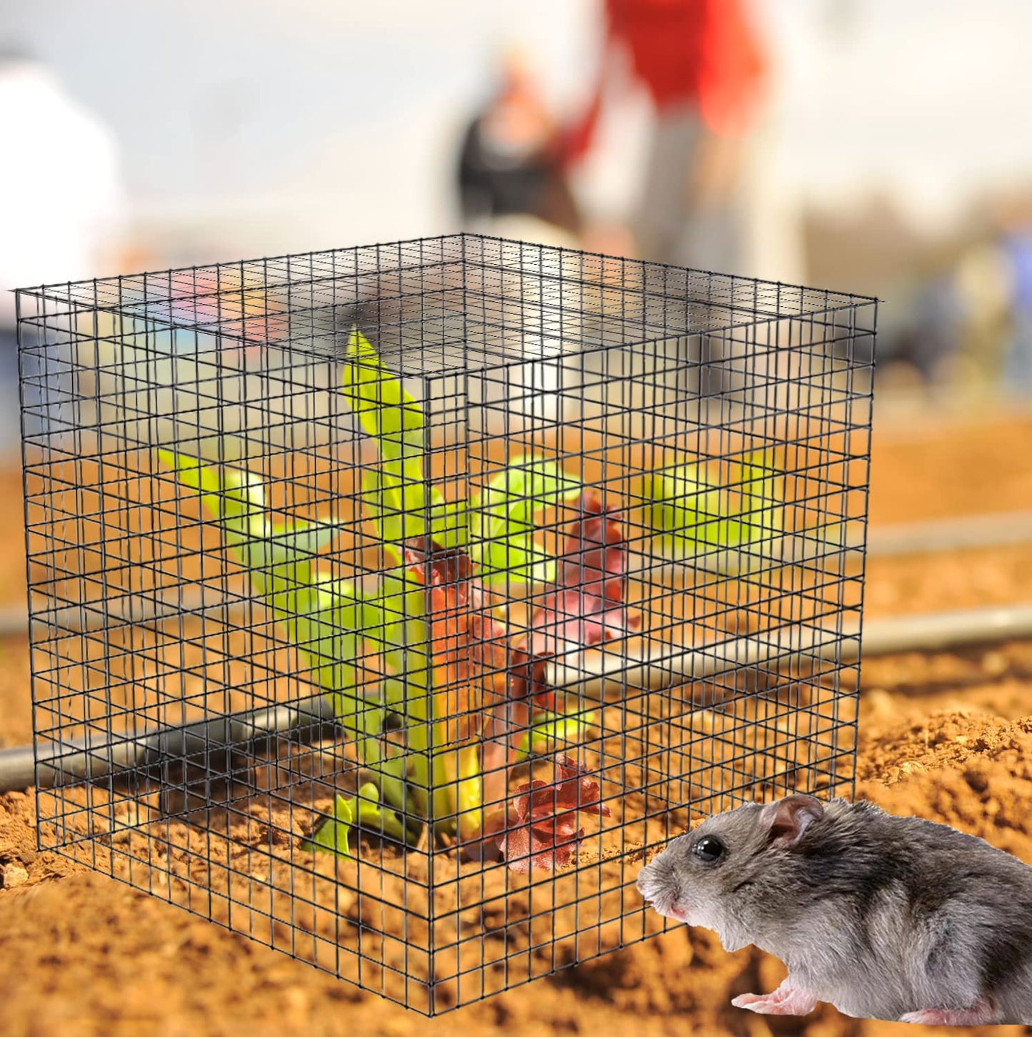 20 Pcs Plant Protector from Animals, 5 Pack 12'' x 12'' Reusable Metal Square Plant Cages, Wire Mesh Garden Cloches to Keep Rabbits, Squirrels and Chicken Out and Protection Vegetables Flowers Shrubs