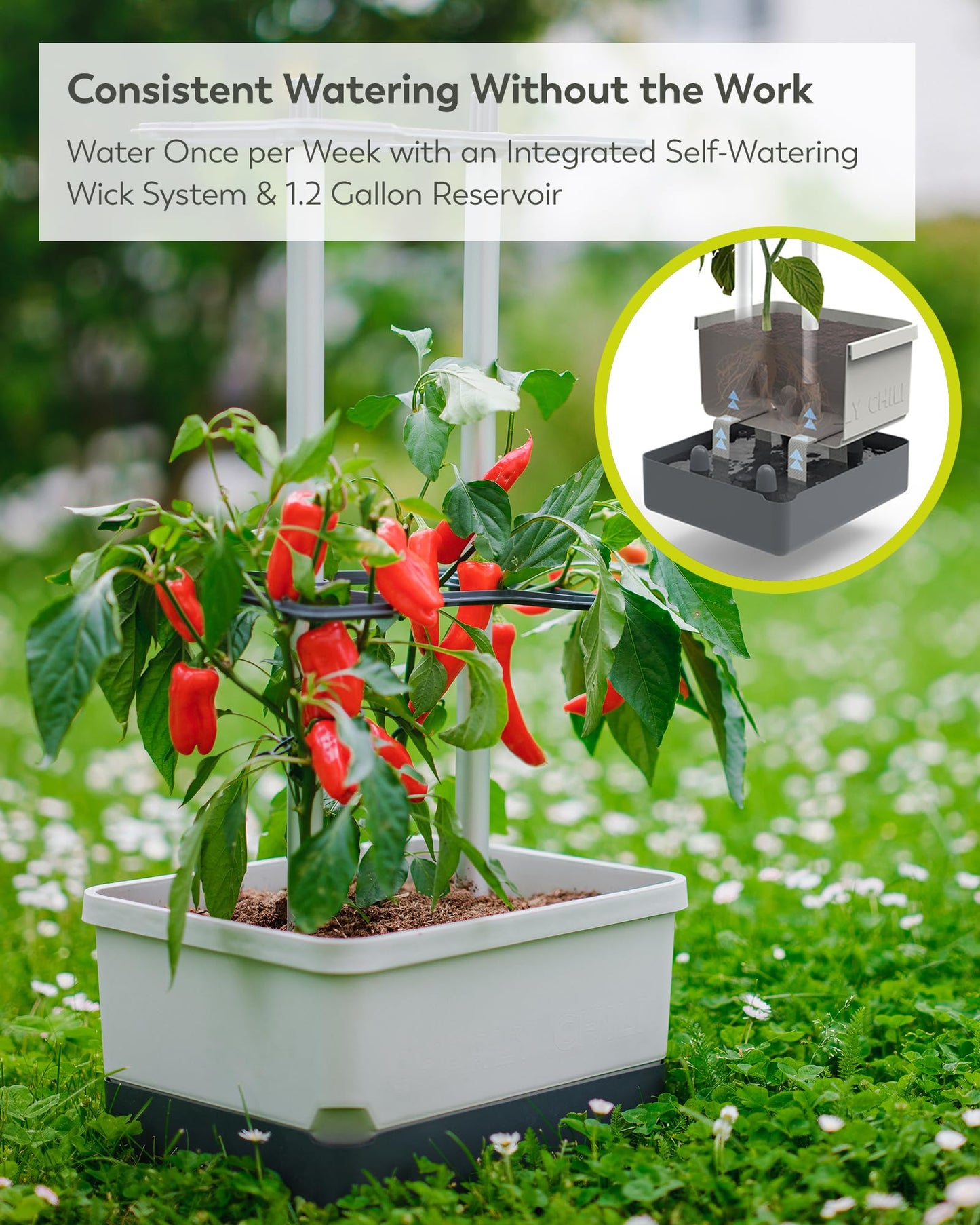 BUZZY Seeds Charly Chili Self-Watering Planter with Vertical Trellis – 1.2 Gal Reservoir, Large Capacity Planter for Chili Peppers, Bell Peppers & Eggplants (Grey)
