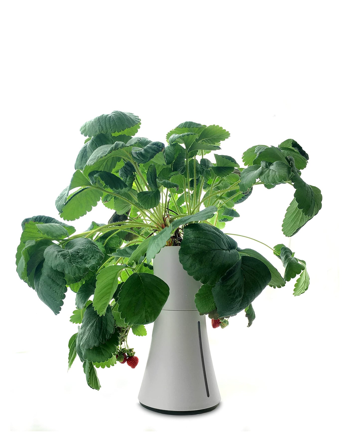 Botanium Hydroponic and Automatic Indoor Gardening Pot, Grey