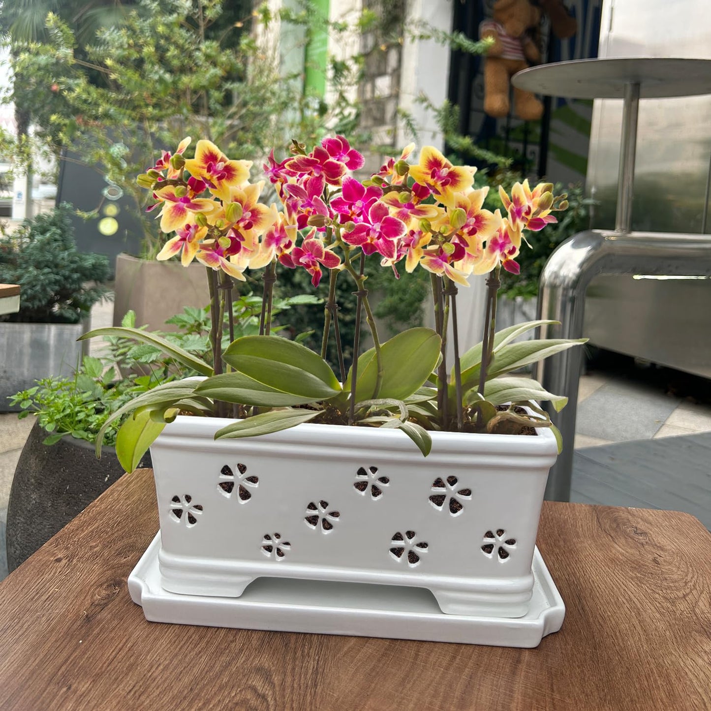 Orchid Pot with Holes and Saucer - 12*6.3*5.3Inch Ceramic Large Pot Basin for Refilling - Indoor and Outdoor Use - Air Circulation
