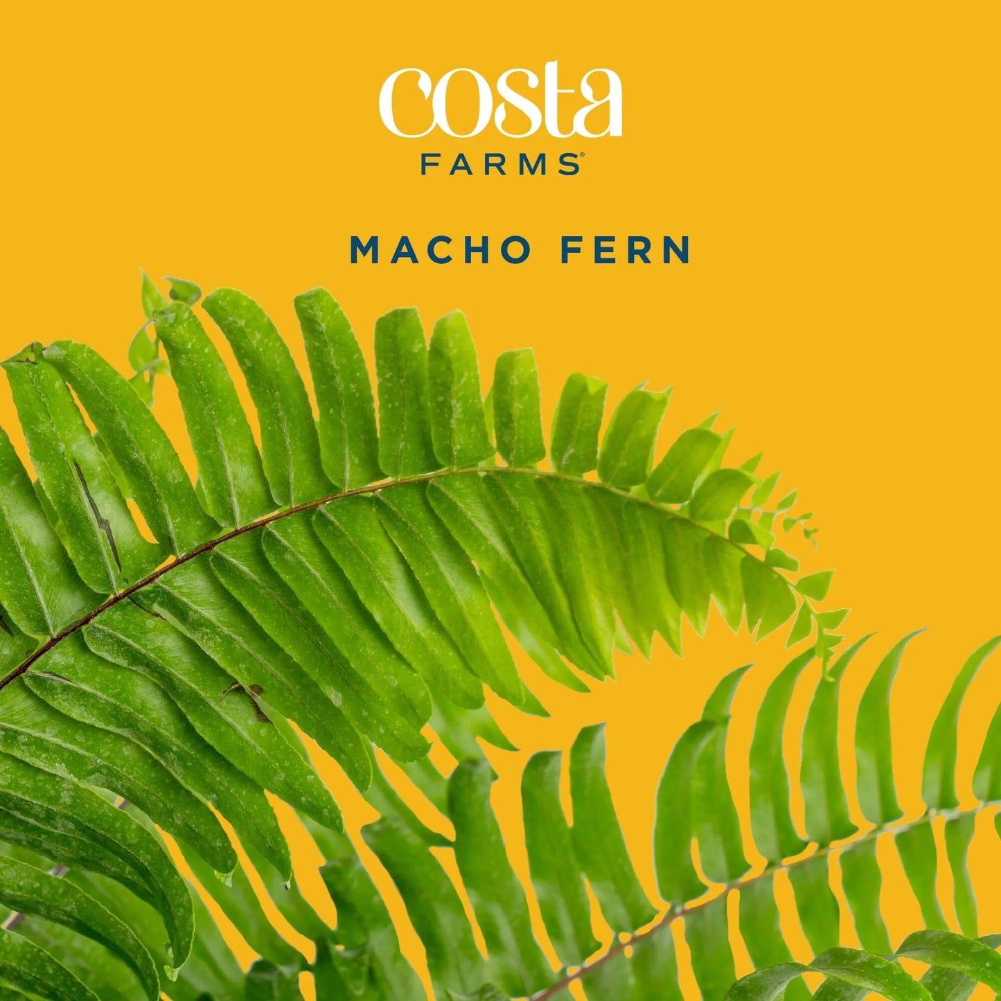 Costa Farms Macho Fern Extra Large Live Plant in Plastic Pot, Large Air Purifying Indoor & Outdoor Houseplants, Patio, Garden, Home, or Office Decor, House Warming Gift, 3-4 Feet Tall
