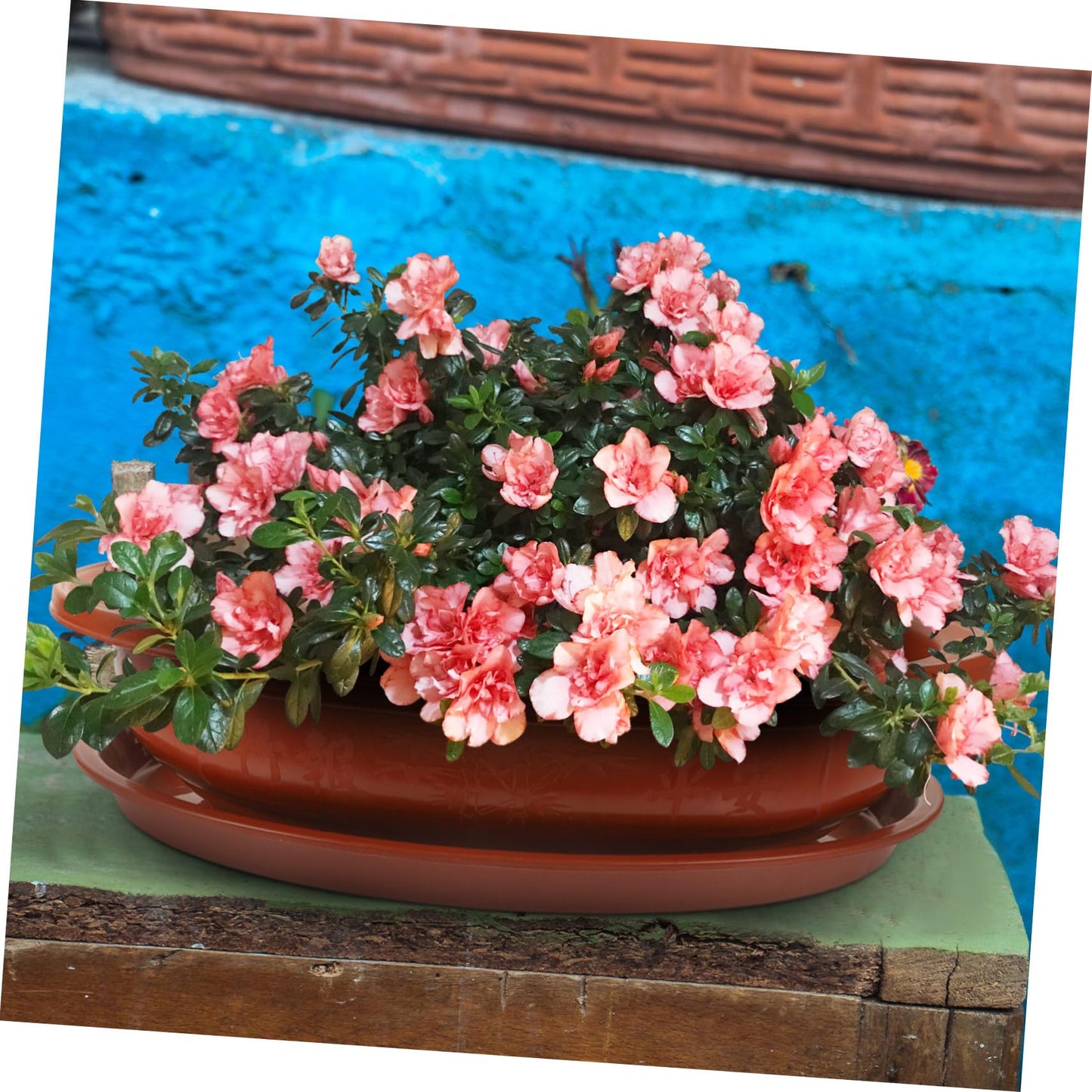 Garneck 1Set Large Oval Bonsai Planting Pot Oval Flower Pot with Tray Plastic Bonsai Planter for Large Flower Pot for Bonsai Trees