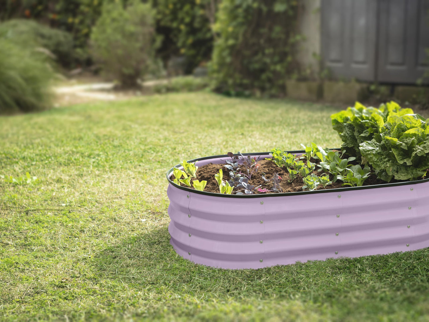 Plant & Plot Galvanized Raised Garden Beds Outdoor // 4×2×1 ft Planter Raised Beds for Gardening, Vegetables, Flowers // Large Metal Garden Box (Lavender)