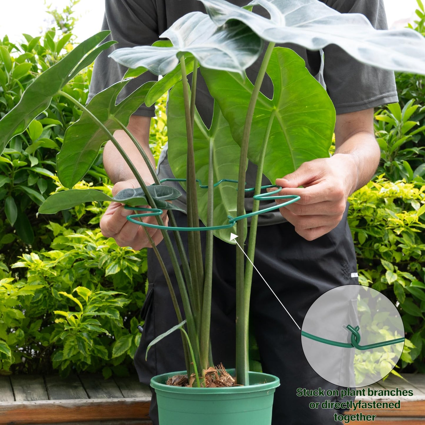 Yohsnor 5PCS Monstera Plant Support Stem 9 x 7.6 in- Durable Stabilizer Set for Indoor Climbing Plants, Holders for Enhancing Growth, Ideal Gift for Plant Lovers, Fishbone Cactus Stake Garden Tool