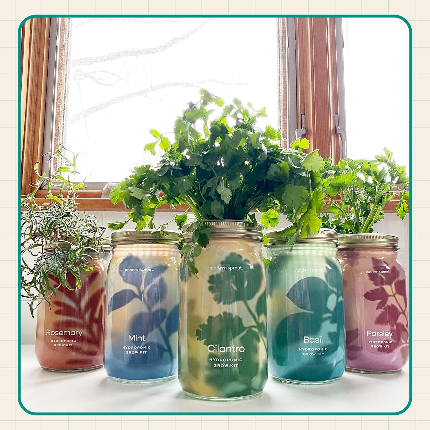 Modern Sprout Mason Garden Jar - Self-Watering Hydroponics Growing System Kit with Organic Herb Seeds - Jar Planter for Indoor Herb Garden - Seed Starter Kit - Home Decor & Gifting - Basil
