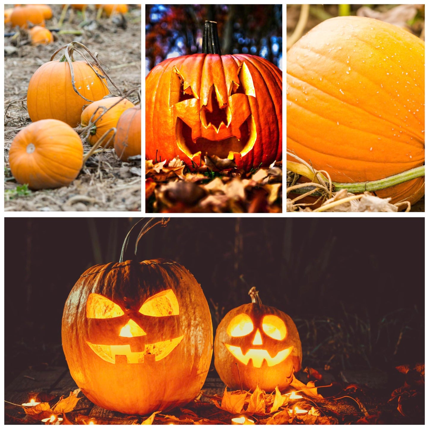 Seed Needs Pumpkin Seeds for Planting Jack O Lantern Pumpkins - Non-GMO Heirloom & Untreated Cucurbita Pepo Vegetable Seed to Plant an Outdoor Pumpkin Patch (5 Packs)