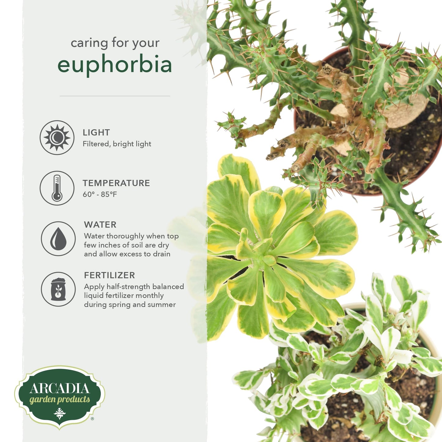 Arcadia Garden Products Live Euphorbia Knuthii Striped Green Spurge Succulent Indoor Houseplant in Plastic Pot, Tropical Plant Collector Gift for Home and Garden Decor, 4-inch, Beige