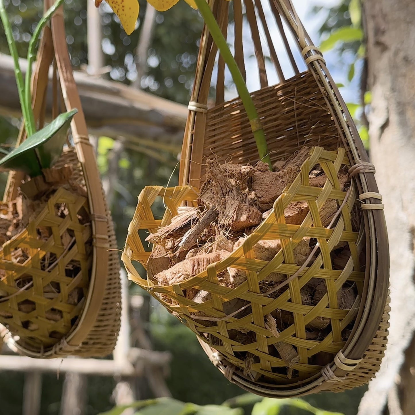 PANWA Handmade 100% Thai Bamboo Hanging Orchid Basket – 4 Inch Set of 3 for Mom & Spring Seasonal Decoration