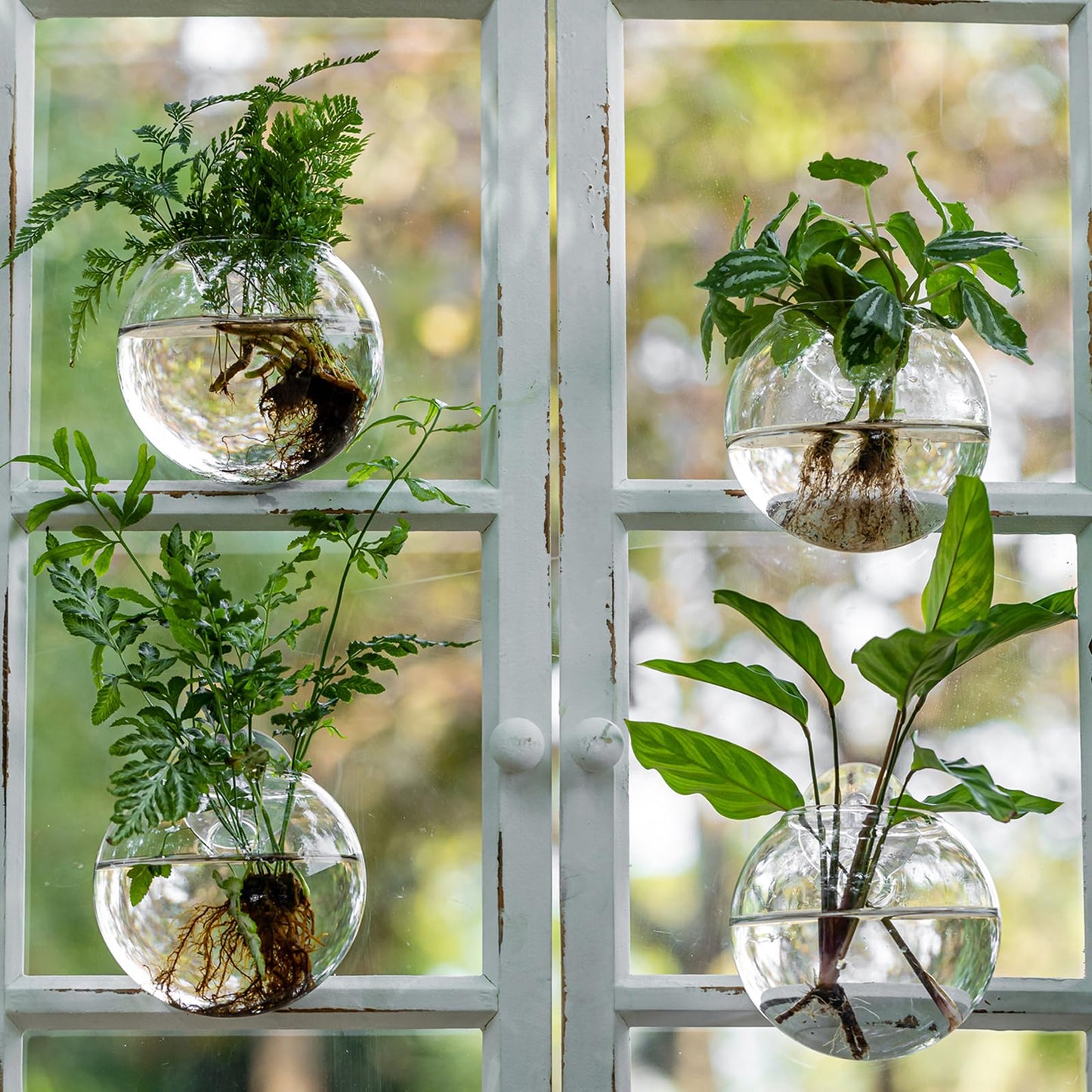 Window Propagation Stations, Oblate Glass Terrariums Planter with Suction Cup Hook, Wall Hanging Planters for Hydroponics Plants, Home, Office, Bathroom, Living Room Decor, Gift for Plant Lovers (2)