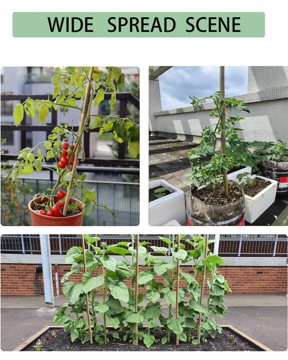 6 Ft Bamboo Stakes with 100 Twist Ties Natural Bamboo Garden Stakes for Tomatoes Cucumber Grapes Pole Beans Trees Potted Dahlia Flowers and Climbing Plants - Pack of 20 Bamboo Sticks