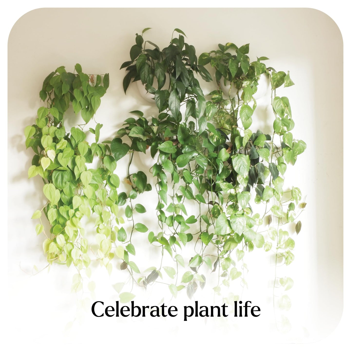 Make Good Virgo Wall Planters (Wide, Set of 6) - Easy to Water and Install - Lightweight - Design Your Own Vertical Garden - Melamine Plastic