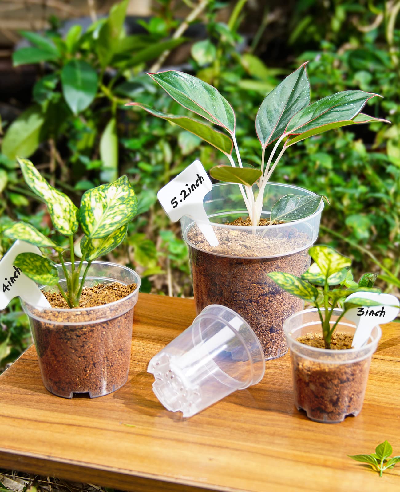 homenote Clear Nursery Pots for Plants,3 Inch Plant Pot for Planting Plastic Seedling with Drainage Holes Seed Starter Flower High Transparency with 20 Labels (60 Pack)