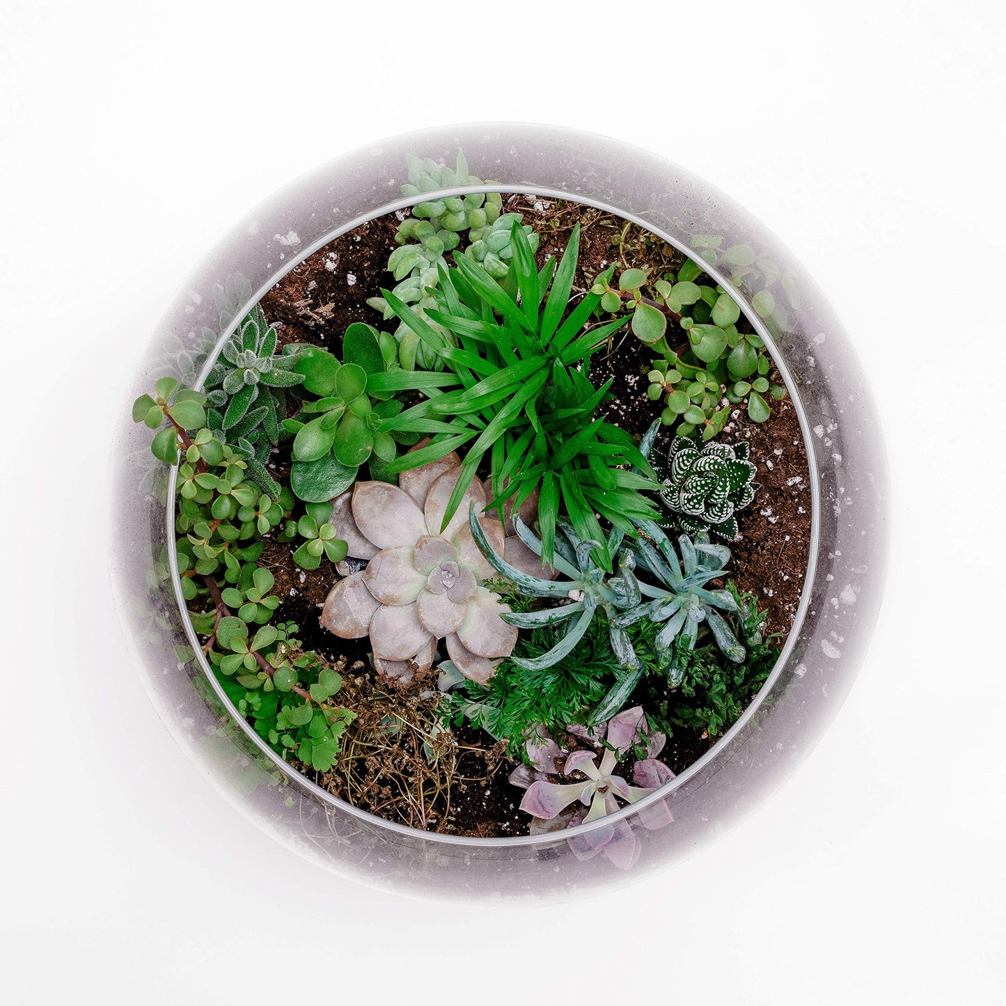 WGV Bowl Glass Vase, Diameter 10", Height 8", Open Width 6", (Multiple Sizes Choices) Clear Bubble Planter Terrarium Fish Bowl for Wedding Event Home Decor, 1 Piece (VBW0010)