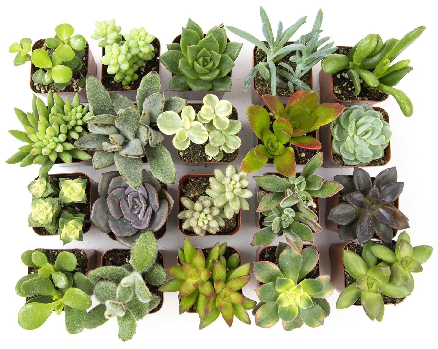Altman Plants Live Succulents (20 Pack) & Live Pothos Plants (4PK) Indoor House Plants