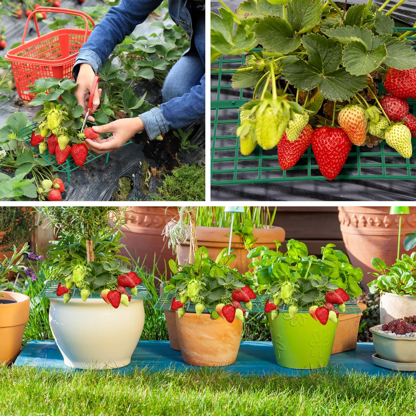 GouZaak 16 Pack Square Strawberry Supports Stand for Garden Strawberry Growing Racks for Keeping Garden Strawberry Clean (Green)