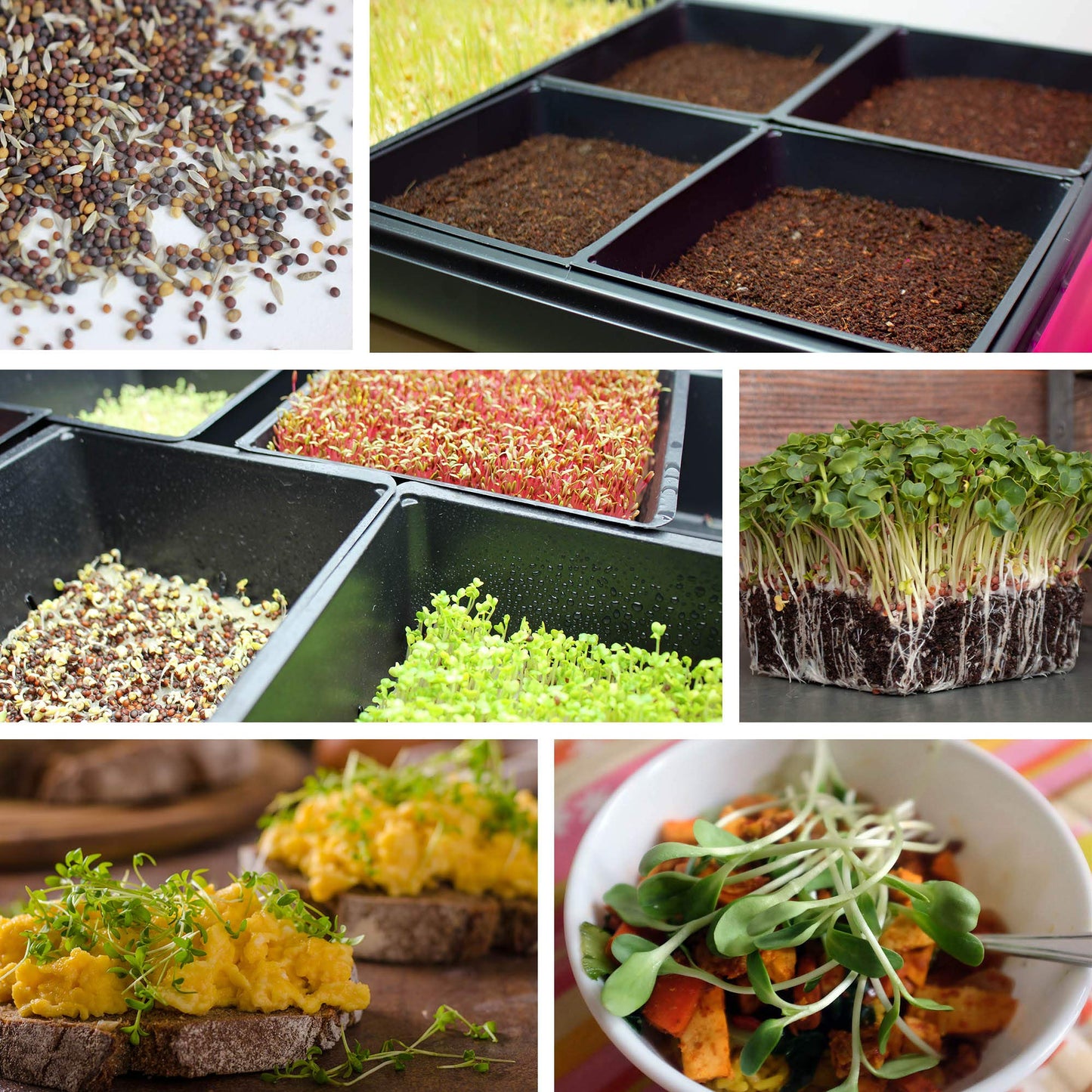 10-Pack 1020 Garden Growing Trays with Drain Holes - 10" x 20" Plastic Plant Trays with Holes - Wheatgrass Sprouting Tray, Microgreens Seed Tray, Hydroponic Trays, Nursery Flats, & Greenhouse Supplies