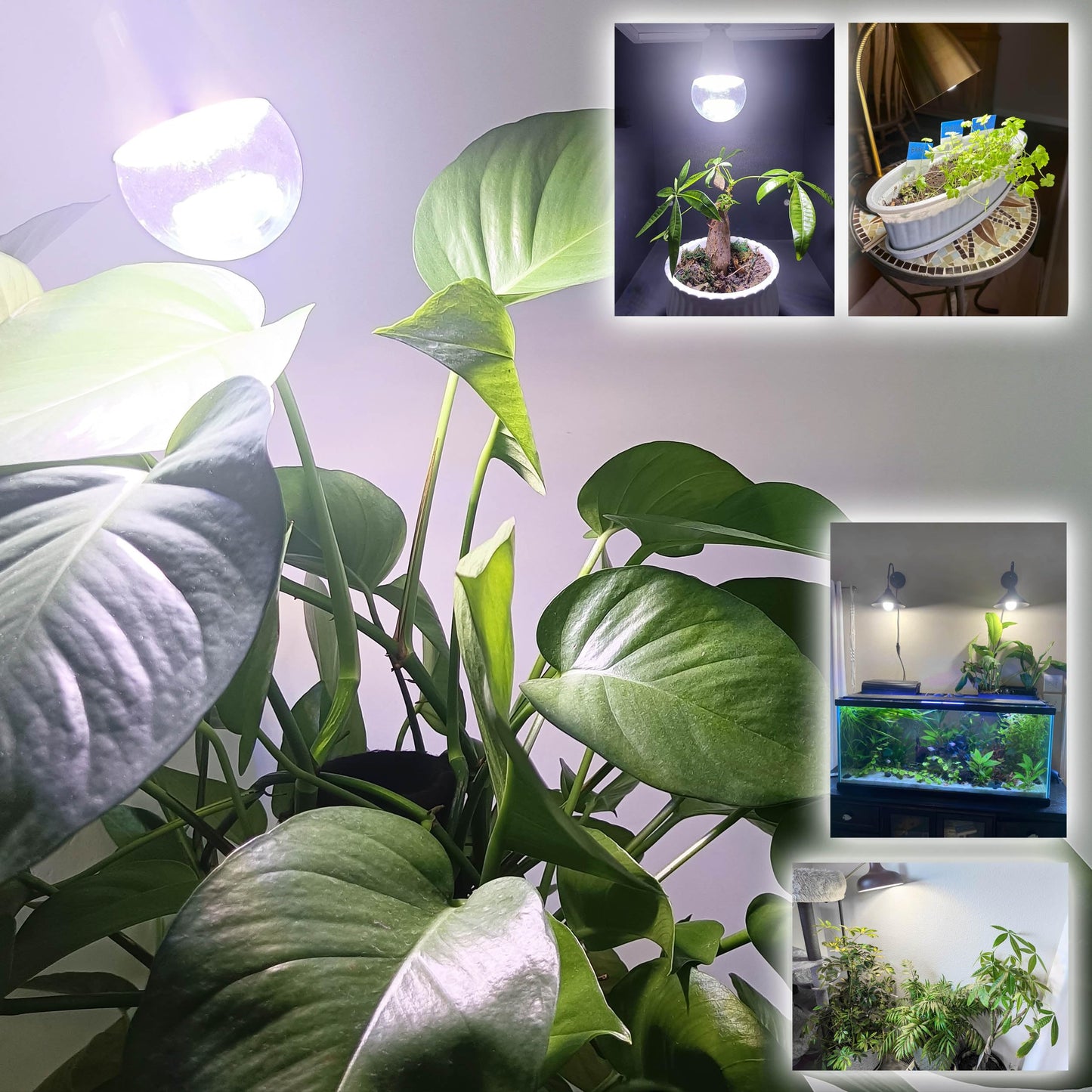 Grow Light Bulbs for Indoor Plants Full Spectrum,E26 A19 Grow LED Lamp Bulb 10W with Balanced Spectrum 5000K Red Blue for Seeds Greens Laboratory,School,Greenhouse, Indore Garden, Hydroponic,3Pack