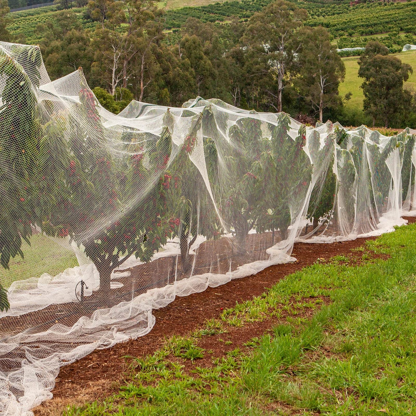 Hoolerry Mosquito Netting Ultra Fine Garden Netting Large Plant Covers Bird White Bug PE Mesh for Protecting Vegetable Fruits Flowers Tree Frost Animals(20 x 25 Ft)