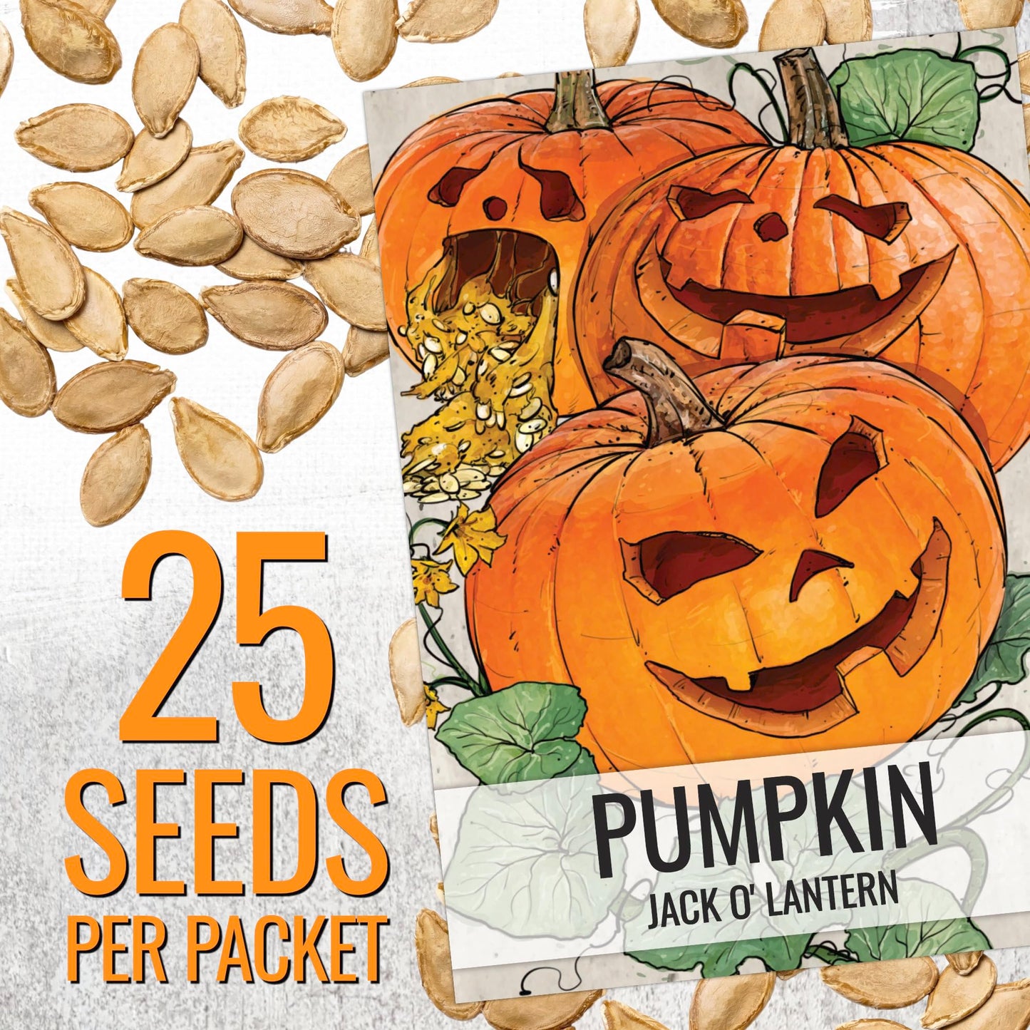 Seed Needs Pumpkin Seeds for Planting Jack O Lantern Pumpkins - Non-GMO Heirloom & Untreated Cucurbita Pepo Vegetable Seed to Plant an Outdoor Pumpkin Patch (5 Packs)