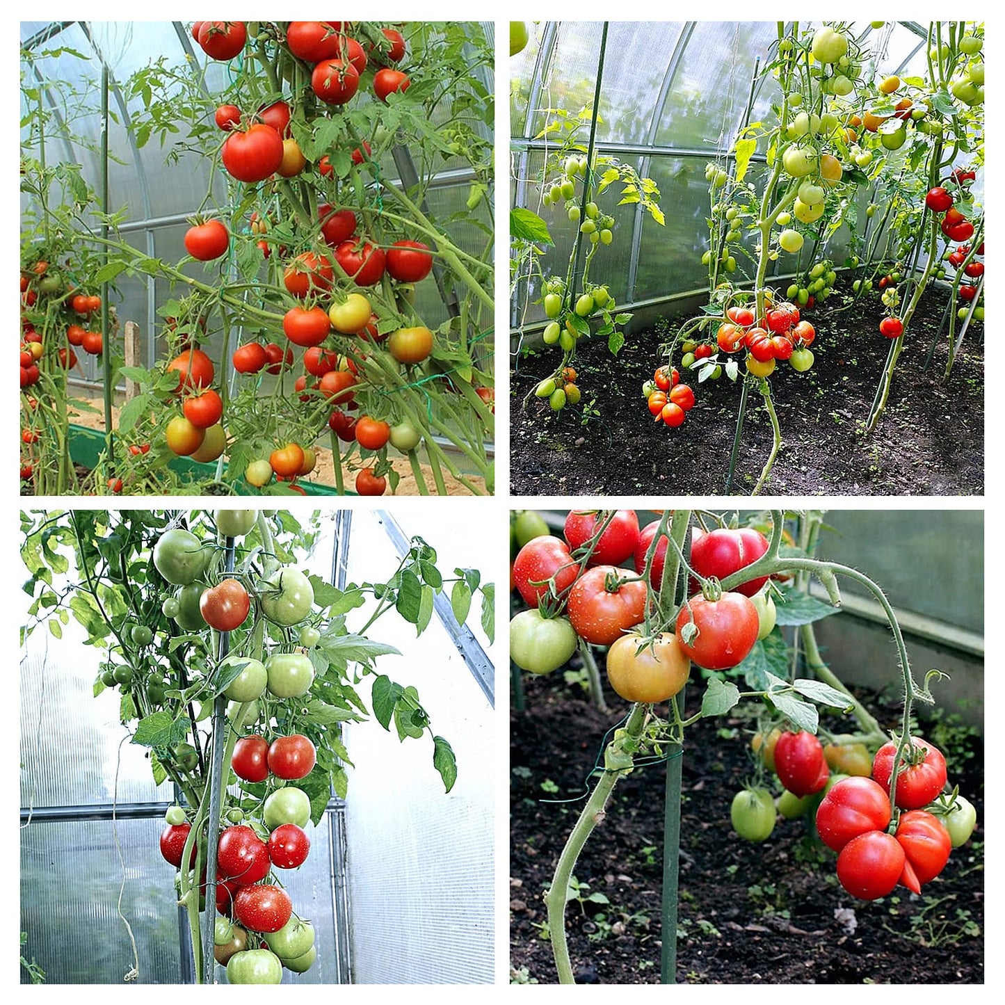 YIDIE Sturdy Metal Garden Stakes 4 Ft Tomato Cage Plastic Coated Steel Plant Sticks for Tomatoes,Trees,Cucumber,Fences,Beans,Pack of 50