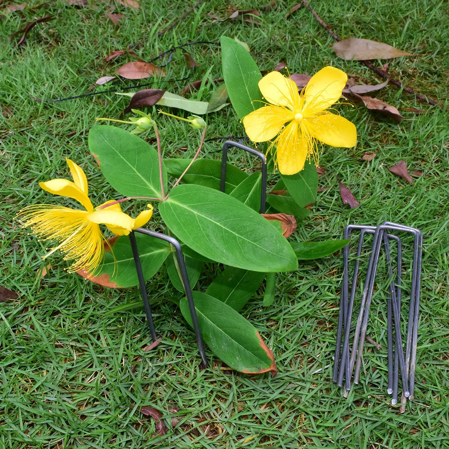 MySit 6" Garden Staples Landscape Stakes Ground Pins 200 Pack, Lawn Staples Weed Fabric Staple, Heavy Duty 11-Gauge(3.0mm) Steel Sod Anchor Securing Pegs for Securing Fabric