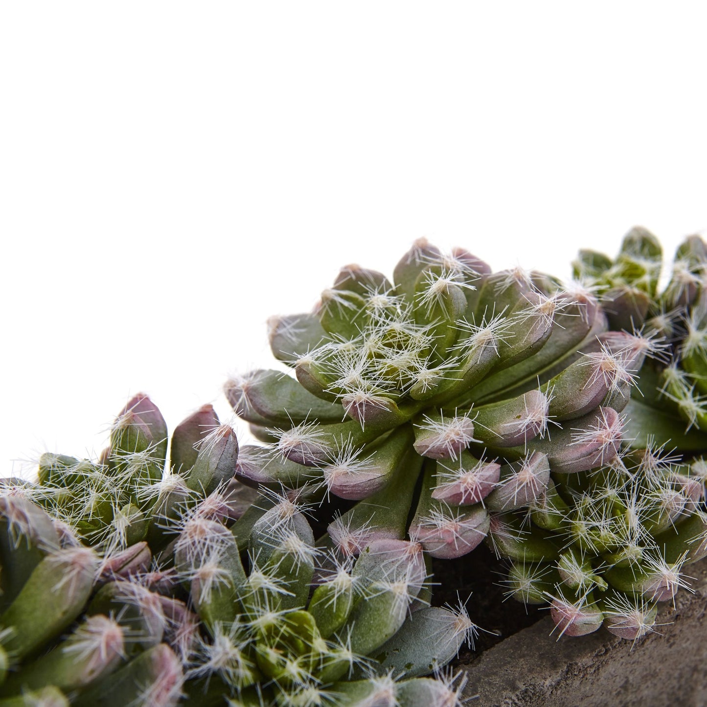Nearly Natural Succulent Garden with Textured Concrete Planter