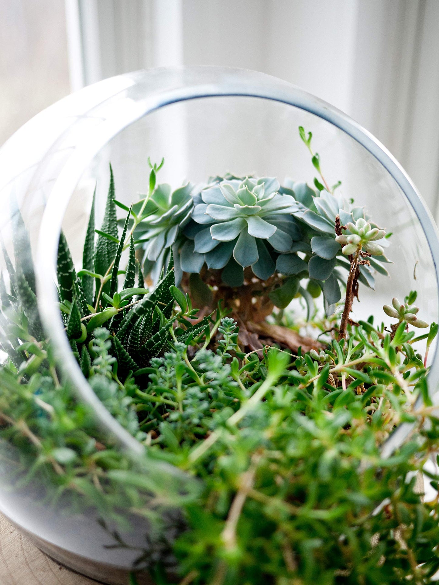 WGV Slant Cut Bowl Glass Vase, Width 9", Height 9", Clear Round Globe Planter Terrarium Orb, Candy Dish, Fruit Jar, Floral Container for Home Office Decor, 1 Piece