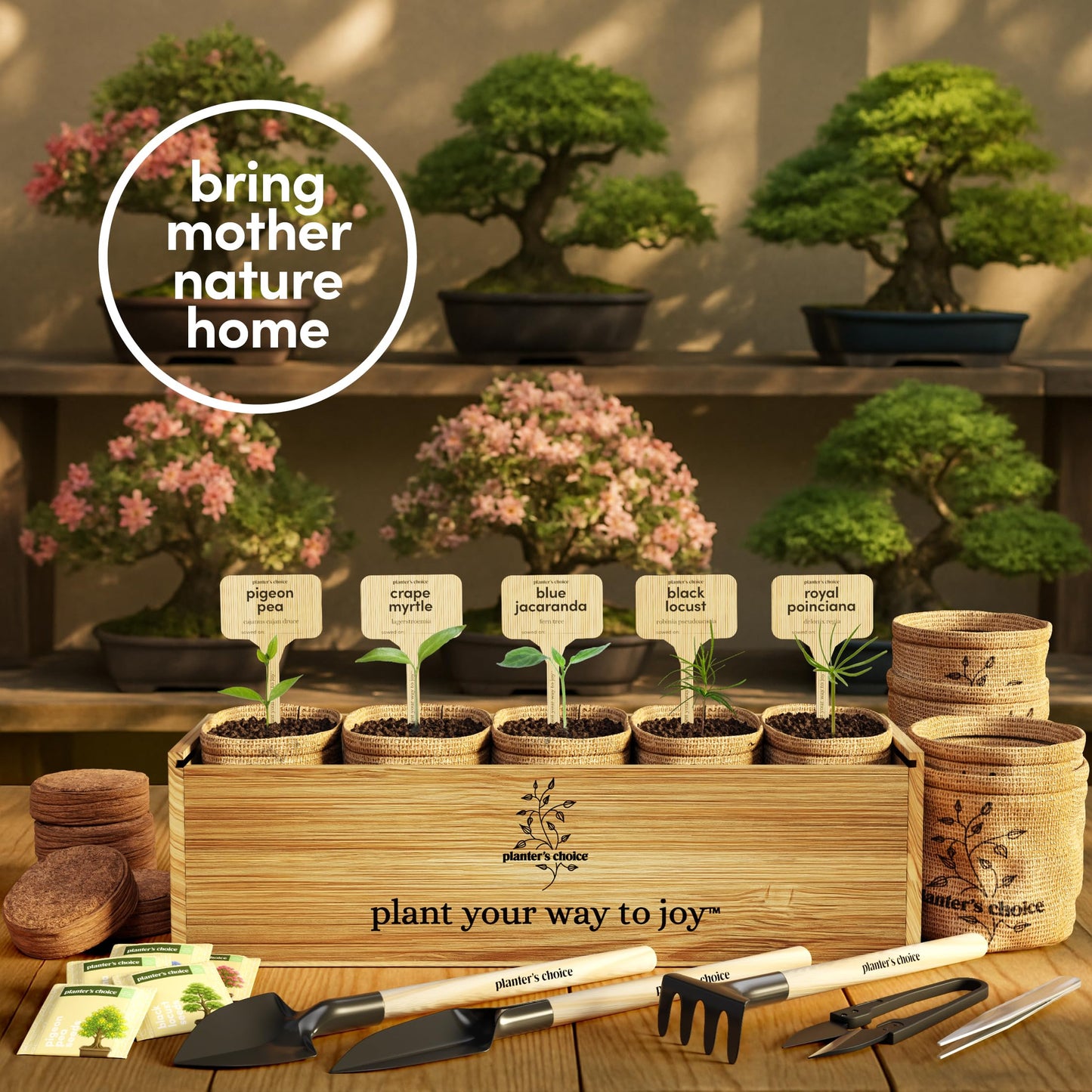 Planter's Choice Bonsai Tree Starter Kit - Birthday Gifts for Women, Men, Adults - Indoor Live House Plants - DIY Adults Craft Kits - Unique Hobby Gift Gardening Lovers - Gift Ideas Mom, Her, Friend