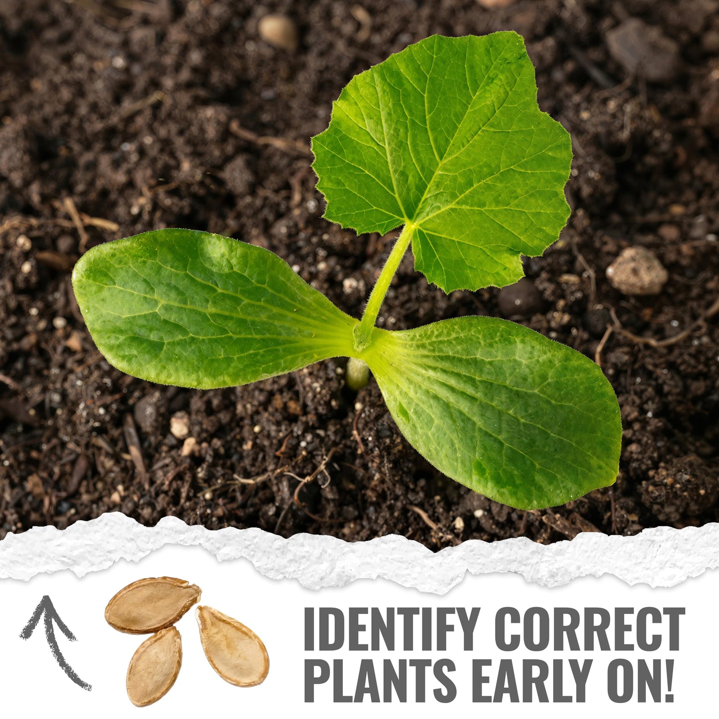 Seed Needs Pumpkin Seeds for Planting Jack O Lantern Pumpkins - Non-GMO Heirloom & Untreated Cucurbita Pepo Vegetable Seed to Plant an Outdoor Pumpkin Patch (5 Packs)