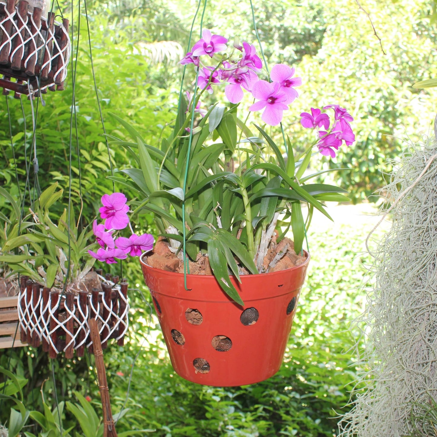 DESQUIGGLE Set of 8 Strong Thick Plastic Hanging Orchid Pots with Holes and Hangers. 2 Each of 9 Inches Wide, 7.5 Inches, 6.5 Inches, 5.5 Inches, Orchid Pots for Repotting, Orchid Planters