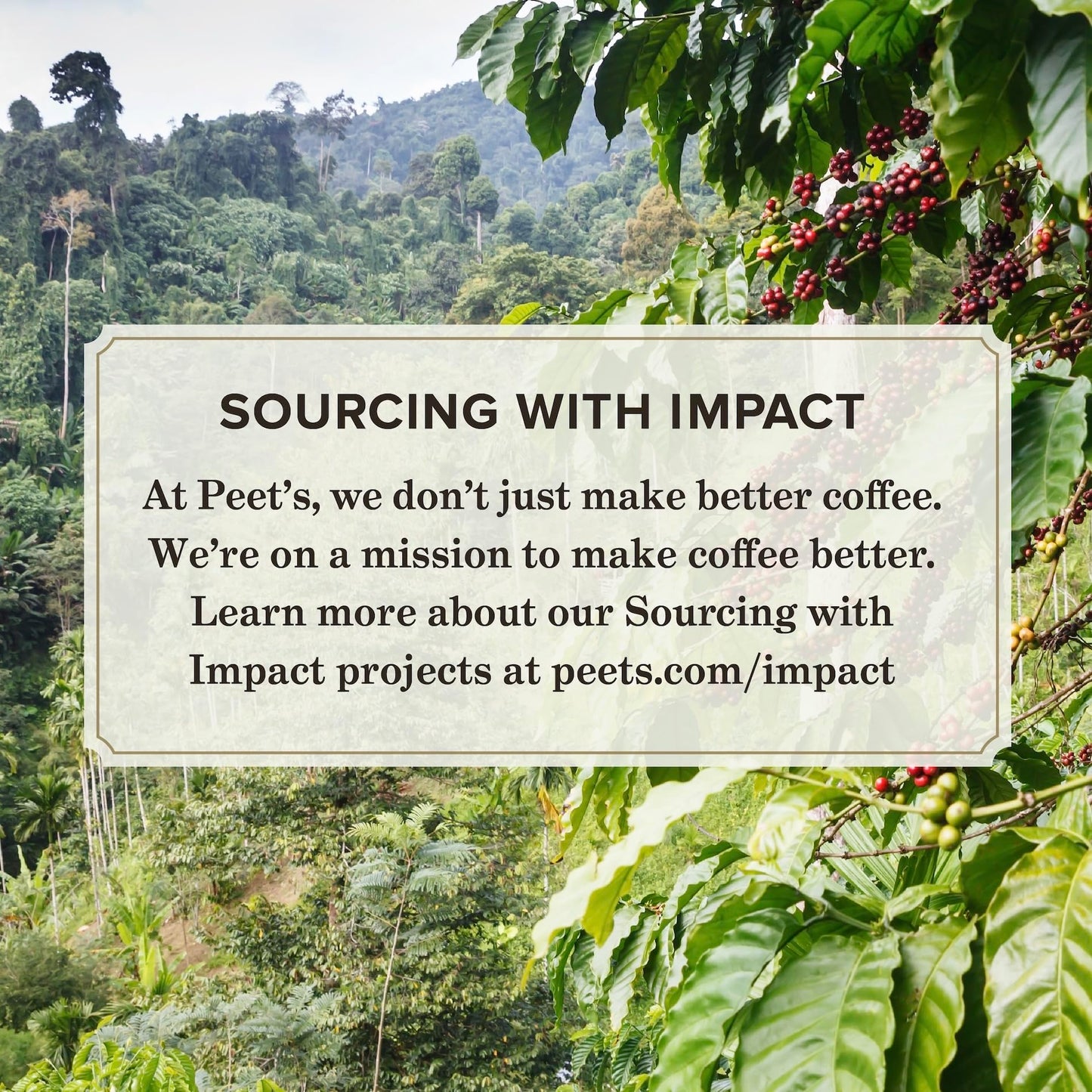 Peet's Coffee, Medium Roast Ground Coffee - Single Origin Brazil 18 Ounce Bag