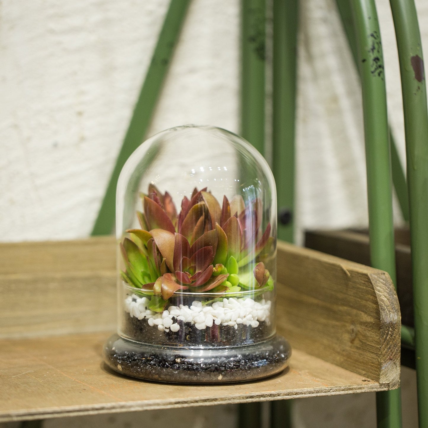 NCYP Small Clear Decorative Glass Terrarium Cloche with Air Hole - 4.7 x 4.7 x 6.3 Inches Glass Dome with Base for Miniature Plants - Display Storage (No Plants Included)