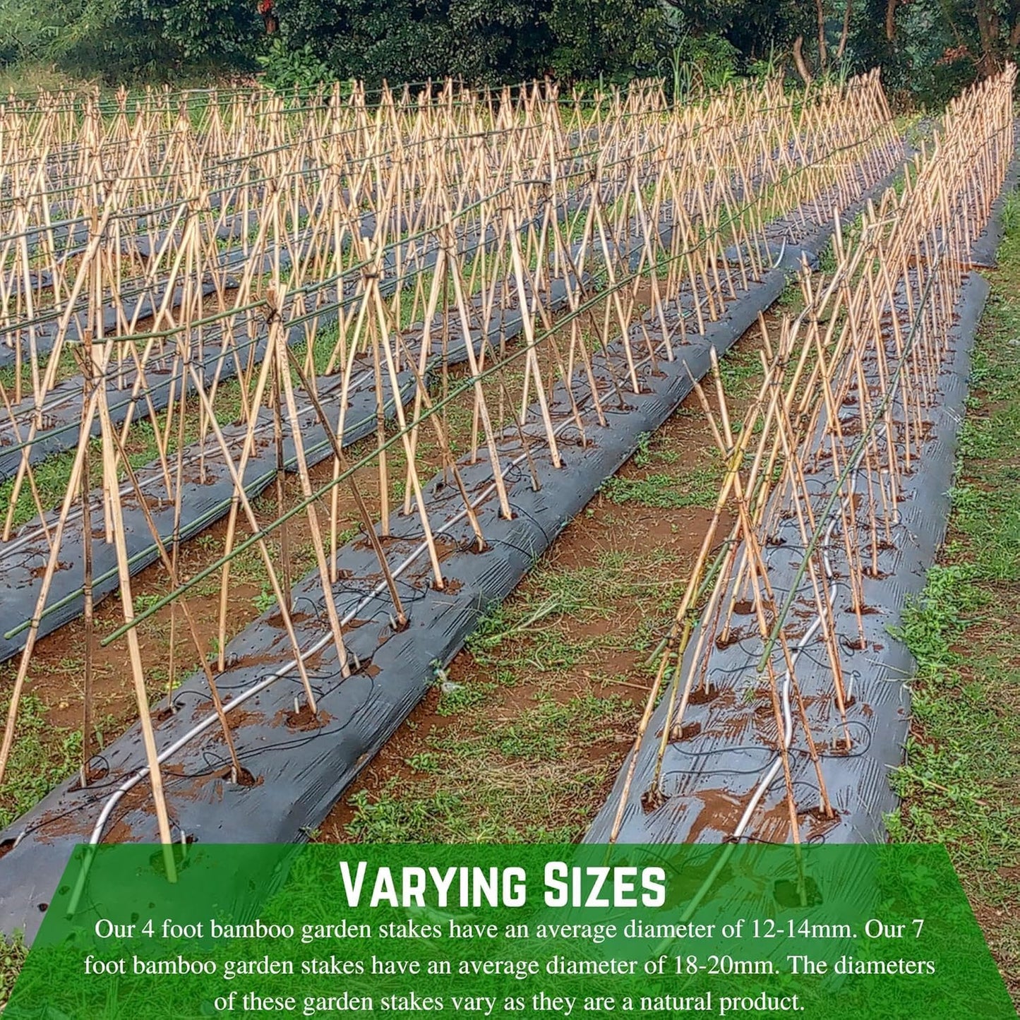 Farm Plastic Supply - Bamboo Garden Stakes - Bambo Sticks, Bamboo Plant Stakes for Outdoor Plants, Plant Support Stakes for Indoor Plants (4 Foot, 5)