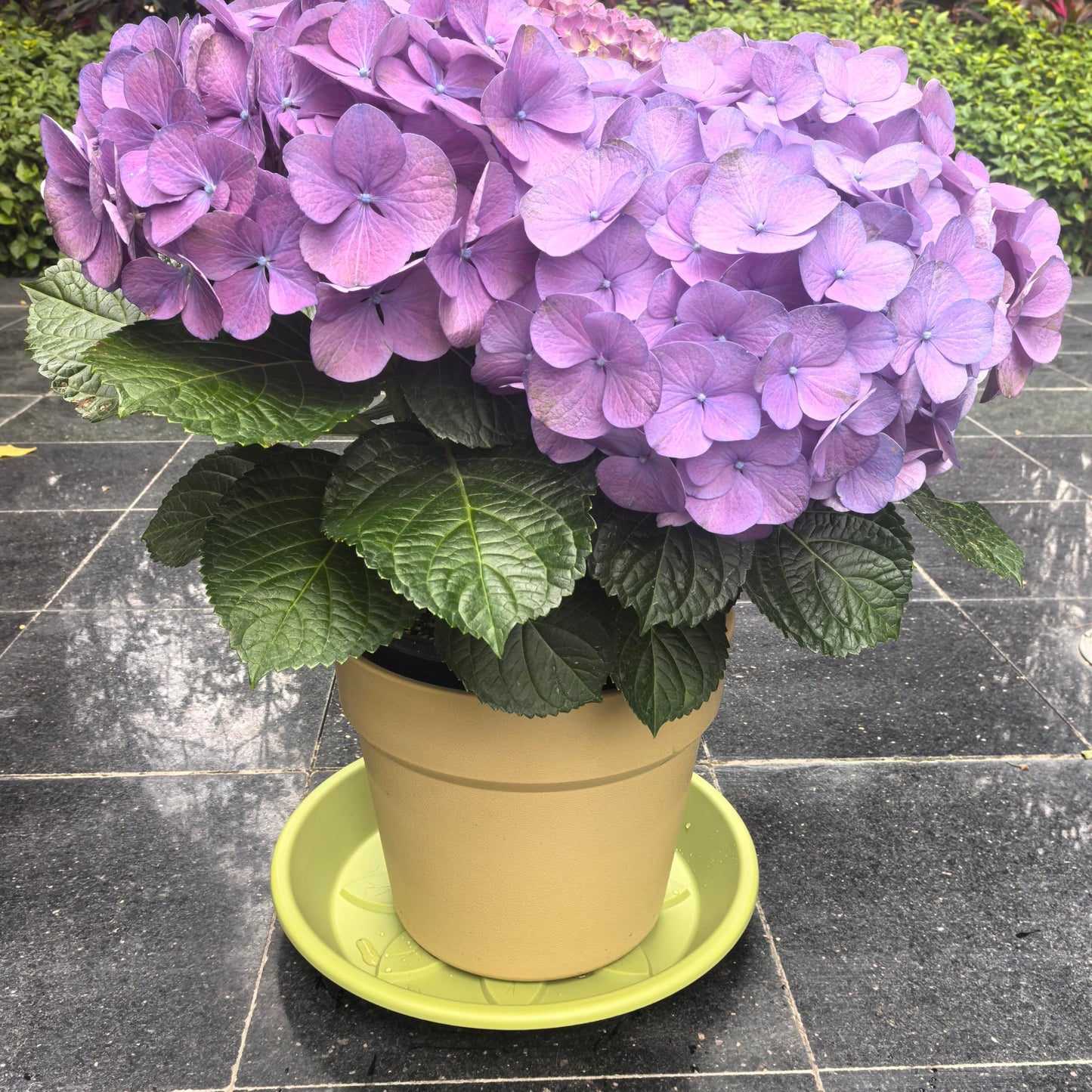 Heavy Duty Light Green Plant Saucer, Deep Waterproof Garden Drip Tray, Stylish Leaf Pattern Round Pot Base For Home Indoor Outdoor Planters, plant water catcher tray, trays for plants 10 Inch