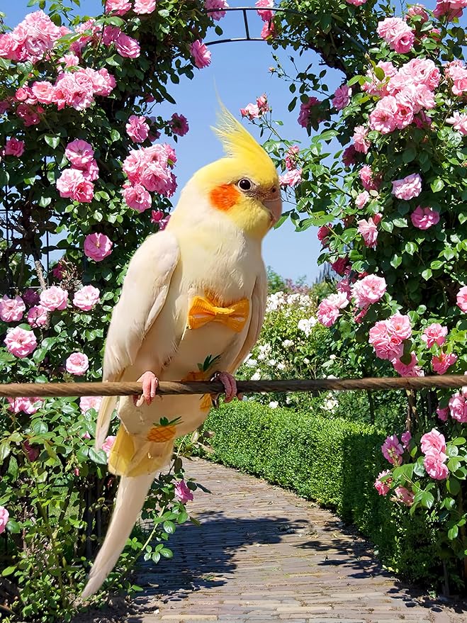 2Pcs Bird Diapers Bird Harness Flight Suits Diapers with 80 Inch Flying Leash Parrot Nappy Washable Cute Urine Wet Suit for Cockatiel Conure Macaw Budgies Parakeet-Rabbit&Pineapple,M