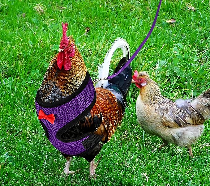 3 Pack Chicken Harness and Leash Set Adjustable Hen Vest with Matching Belt Breathable Mesh Training Harness Pets Leash for Hens Duck Goose Small Pet-Green&Purple&Blue,L