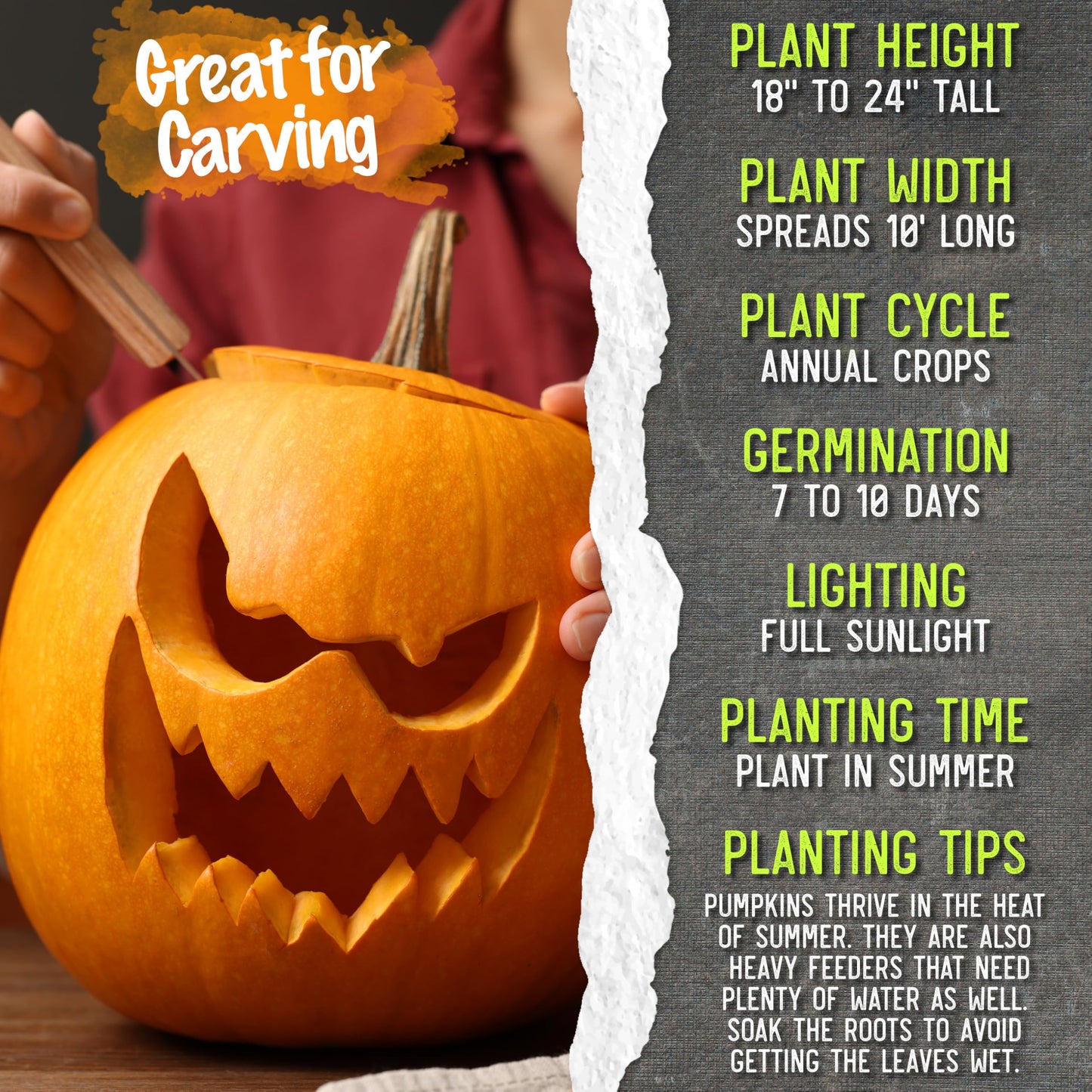 Seed Needs Pumpkin Seeds for Planting Jack O Lantern Pumpkins - Non-GMO Heirloom & Untreated Cucurbita Pepo Vegetable Seed to Plant an Outdoor Pumpkin Patch (5 Packs)