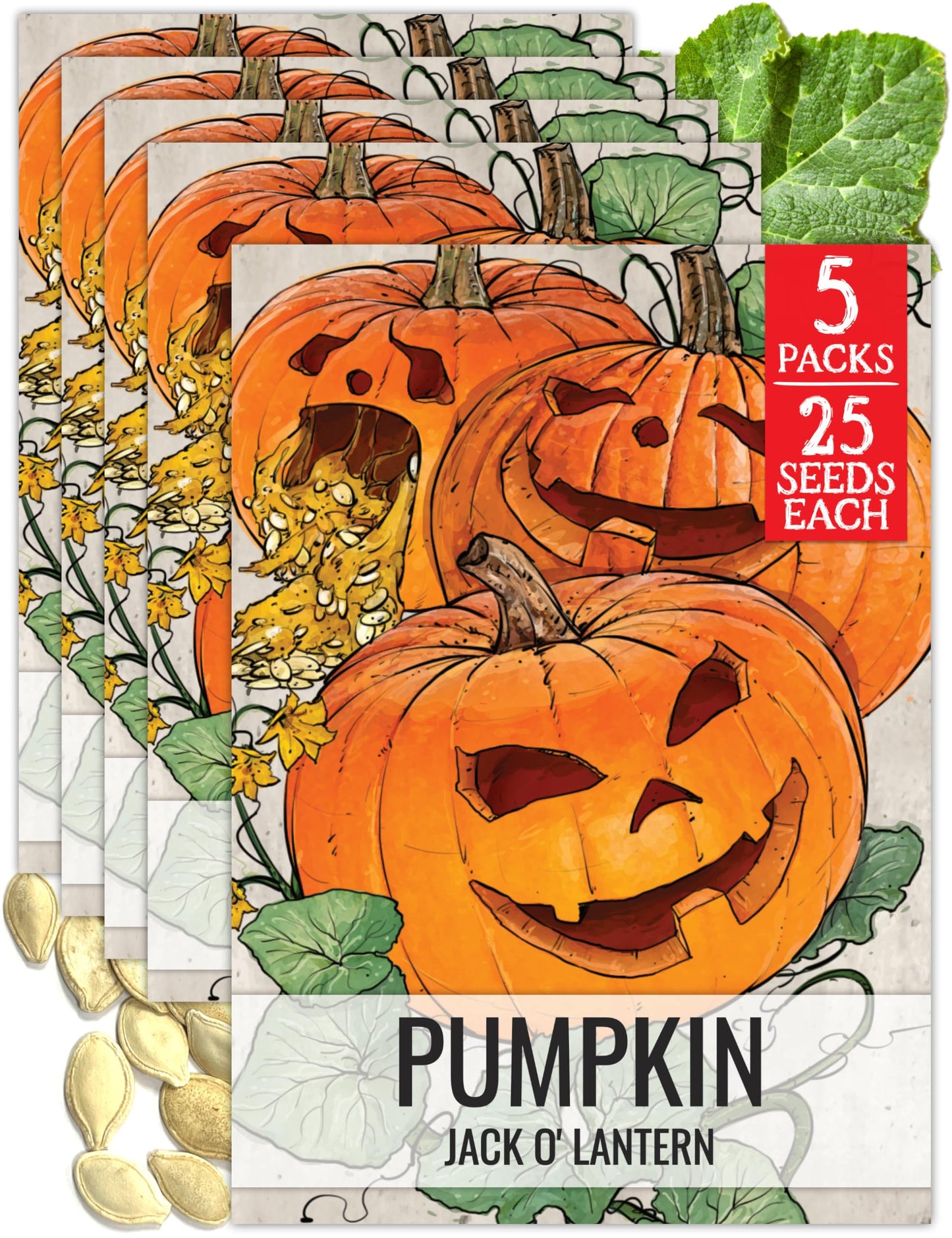 Seed Needs Pumpkin Seeds for Planting Jack O Lantern Pumpkins - Non-GMO Heirloom & Untreated Cucurbita Pepo Vegetable Seed to Plant an Outdoor Pumpkin Patch (5 Packs)