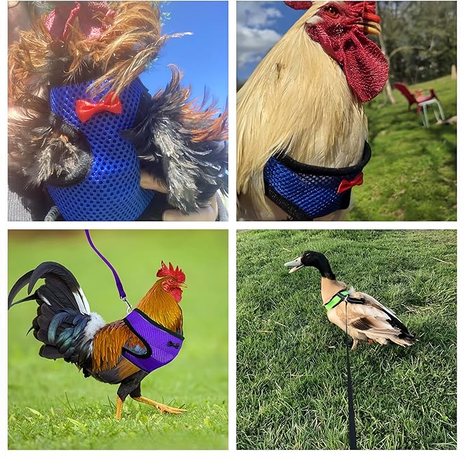 3 Pack Chicken Harness and Leash Set Adjustable Hen Vest with Matching Belt Breathable Mesh Training Harness Pets Leash for Hens Duck Goose Small Pet-Green&Purple&Blue,M