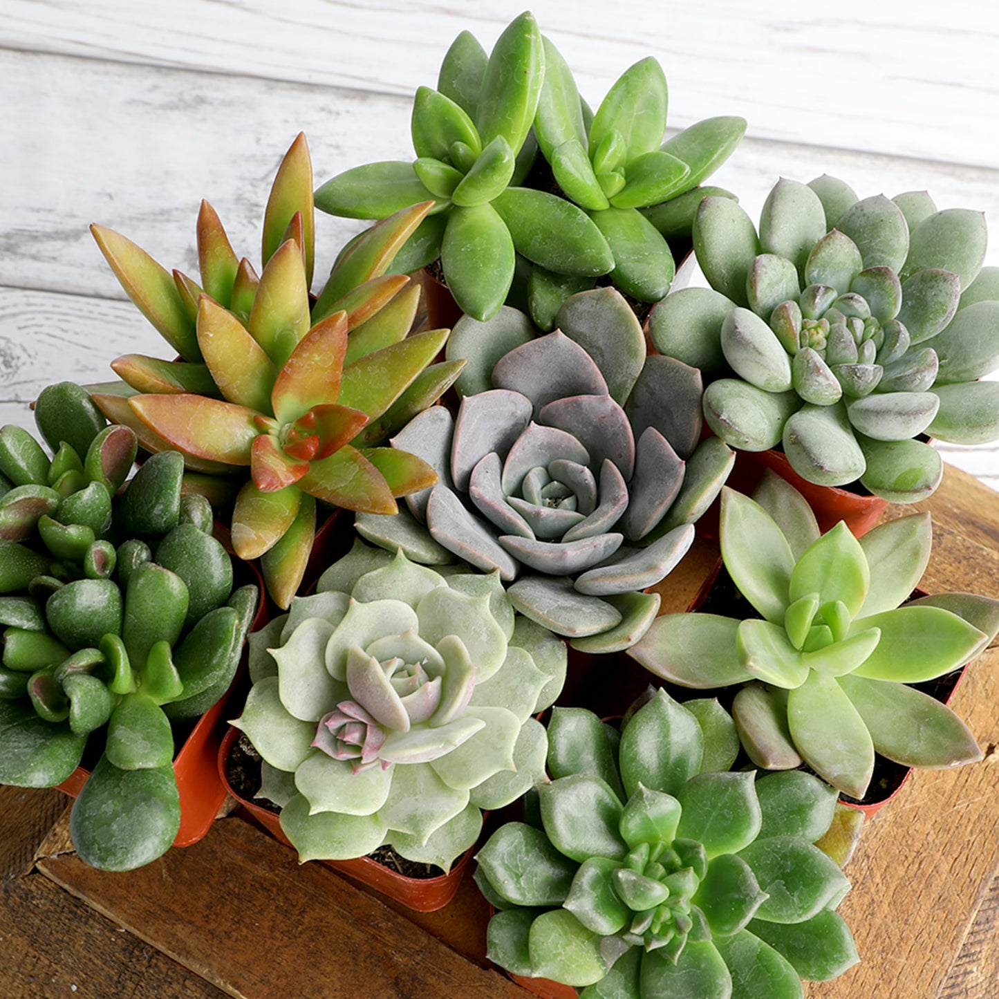 Succulents Plants Live (6PK) Potted Succulent Plants Live House Plants, Cactus Plants Live Plants Indoor Plants Live Houseplants, Indoor Plant Succulents Live Plant House Plant by Plants for Pets
