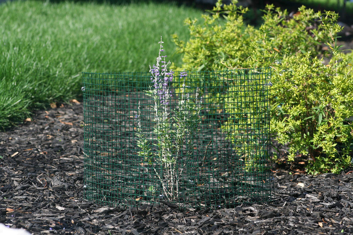 6 New Small Wire Plant Protectors, 12" Square, 12" high (Vinyl Coated Rust Resistant Wire)