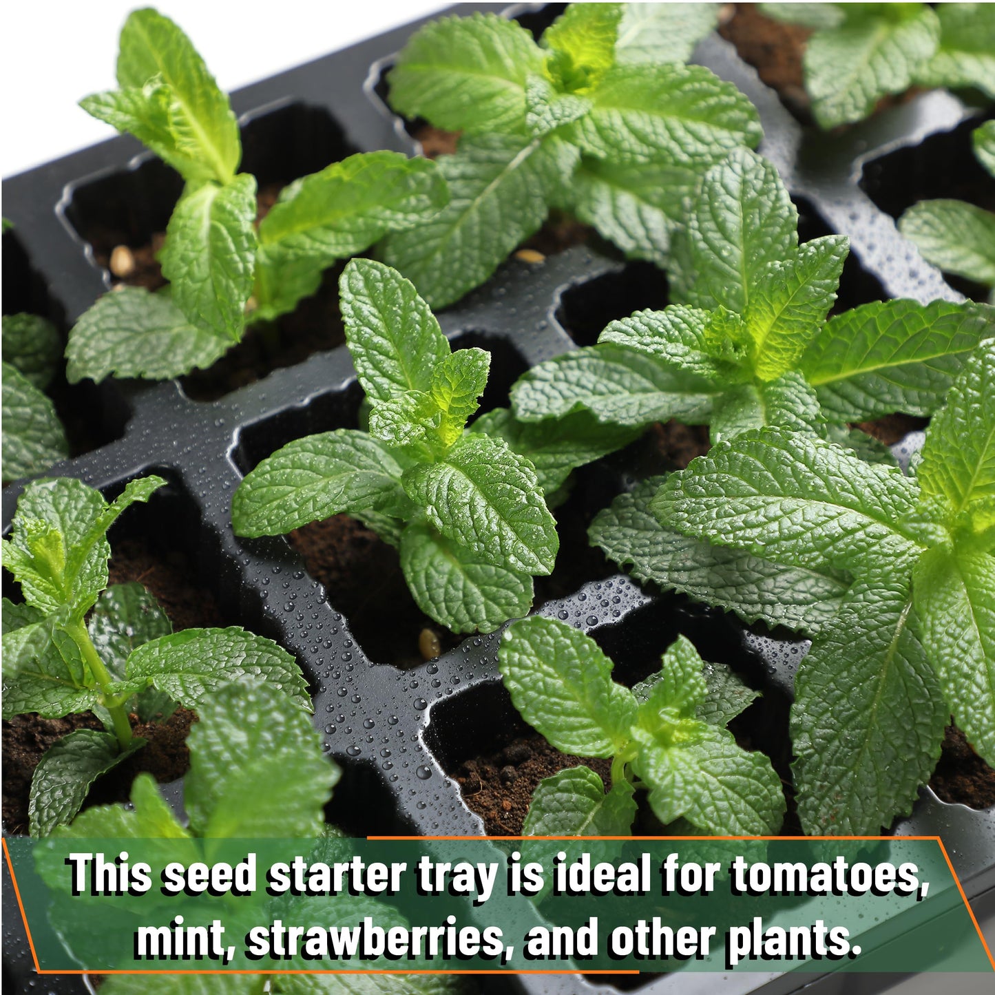 Mr. Pen- Seed Starter Tray Kits, 5 Set, Total 200 Cells, Durable Plant Germination Trays with Humidity Vented Domes and Bases, Ideal for Seed Starting, Indoor Gardening and Greenhouse