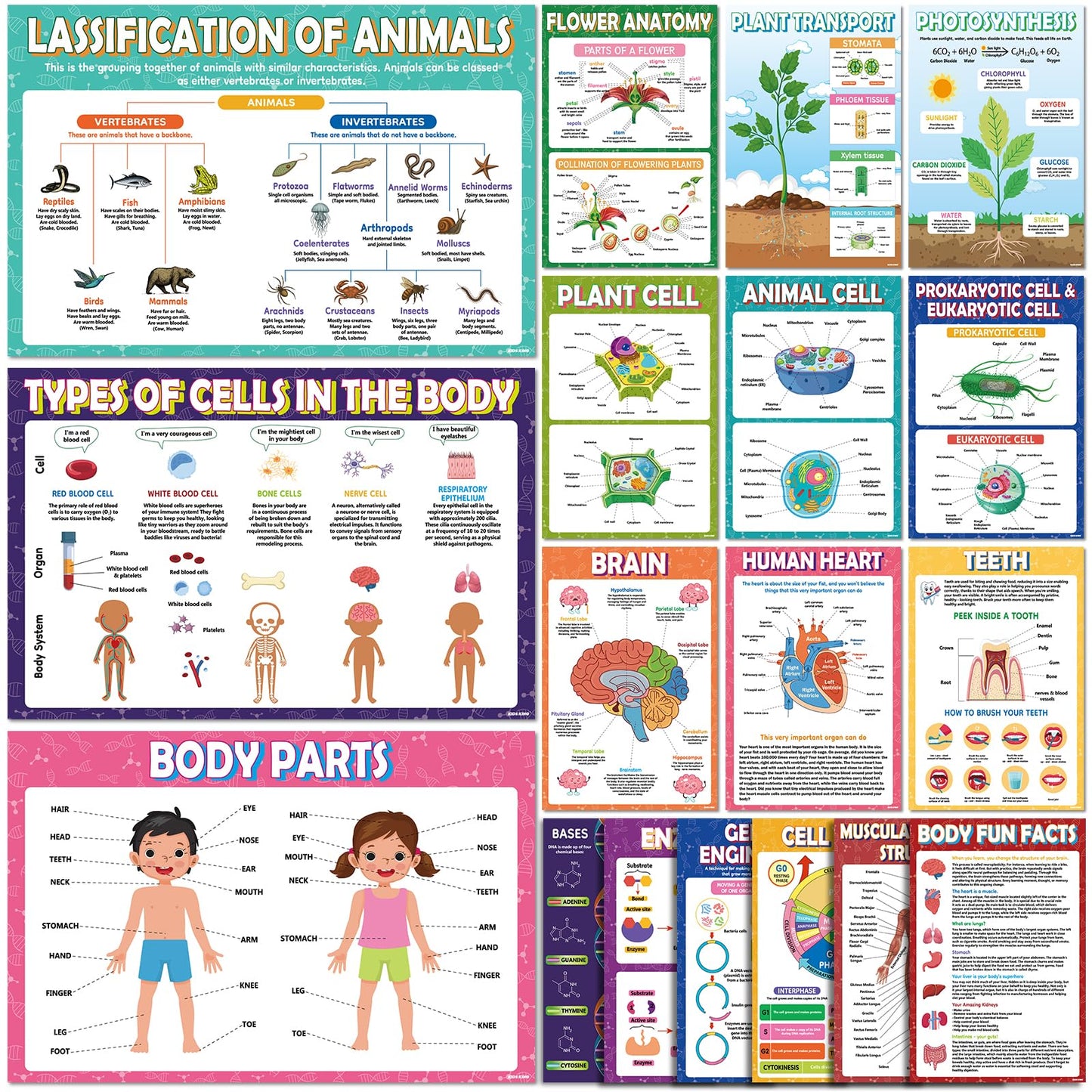KIDS KING 18 Biology Posters for Classroom, 11x17 Inch Laminated Educational Life Science Posters for Middle & High School Decor - School Hallway, Bulletin Boards, Home Study Room