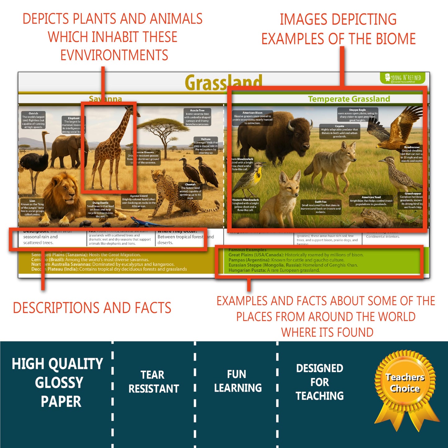 Earths Habitats ecosystem Line bulletin board set, 9 charts pack Glossy Paper (9"x18") Young N Refined