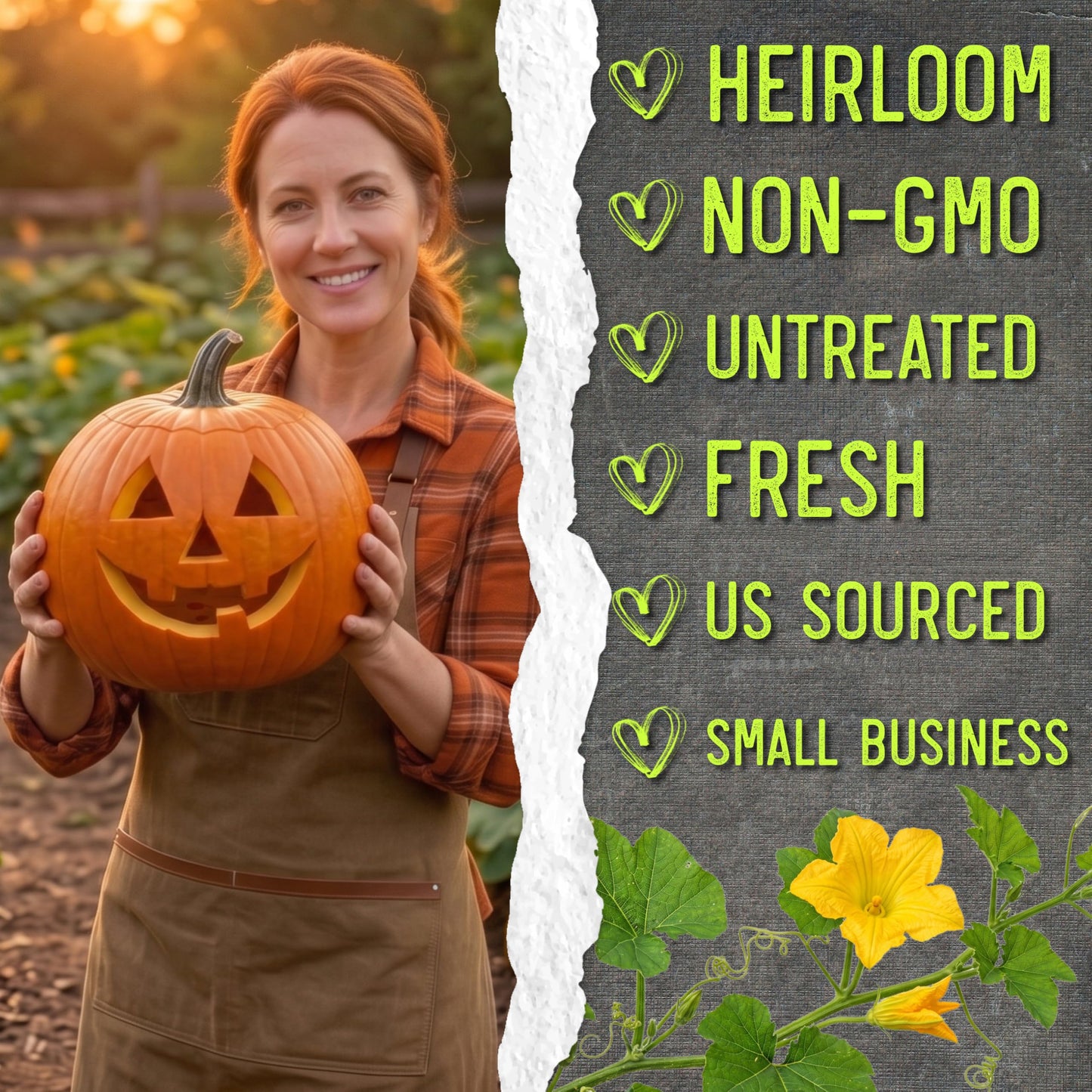 Seed Needs Pumpkin Seeds for Planting Jack O Lantern Pumpkins - Non-GMO Heirloom & Untreated Cucurbita Pepo Vegetable Seed to Plant an Outdoor Pumpkin Patch (5 Packs)