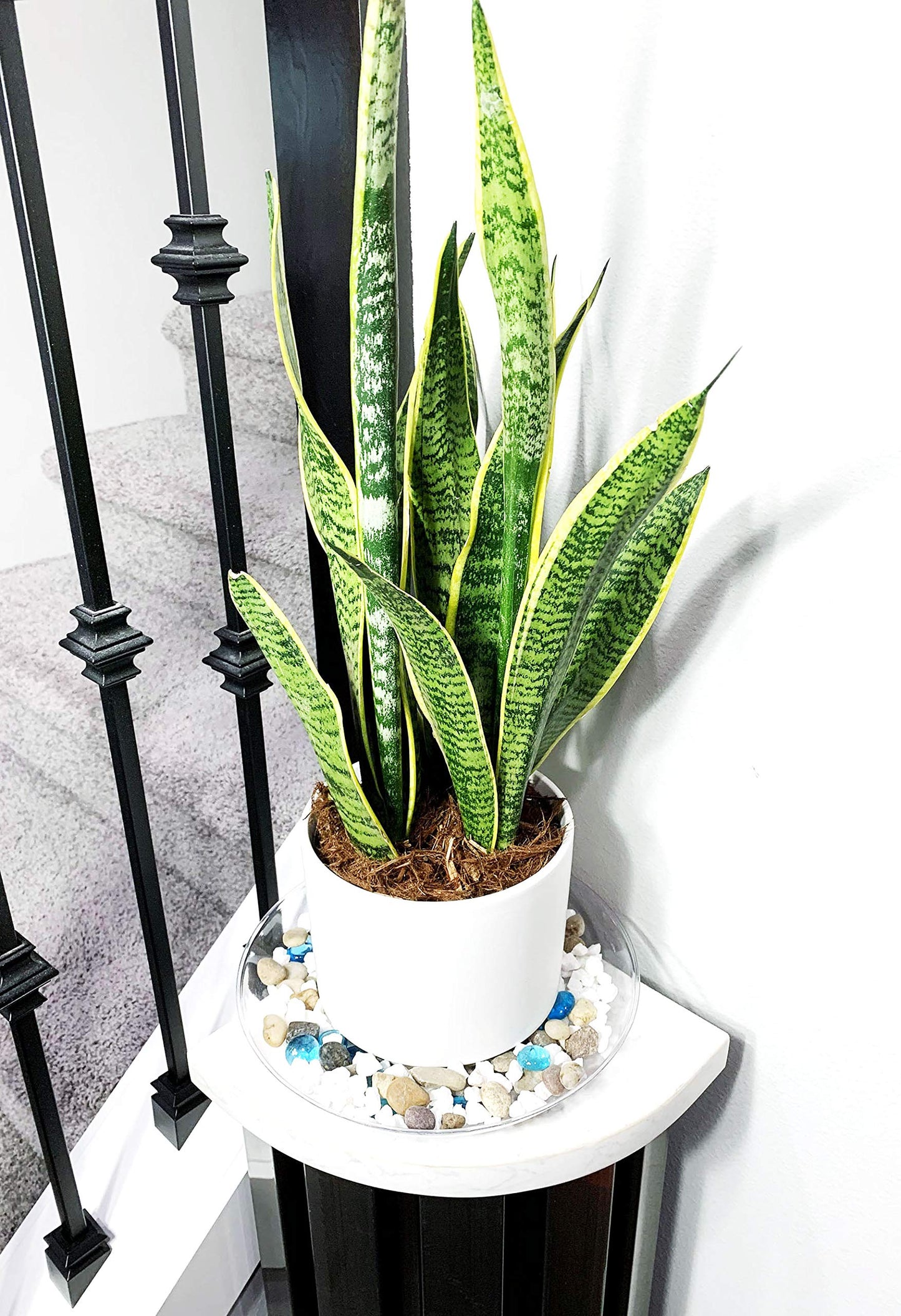 ILUVUMOREI 2 Pack of 12 inch Clear Round Plant Saucer, Thicker Plastic Tray for Indoor, Durable Flower Pot Planter Saucers with Multiple Support Footing Designed for Improved Airflow.