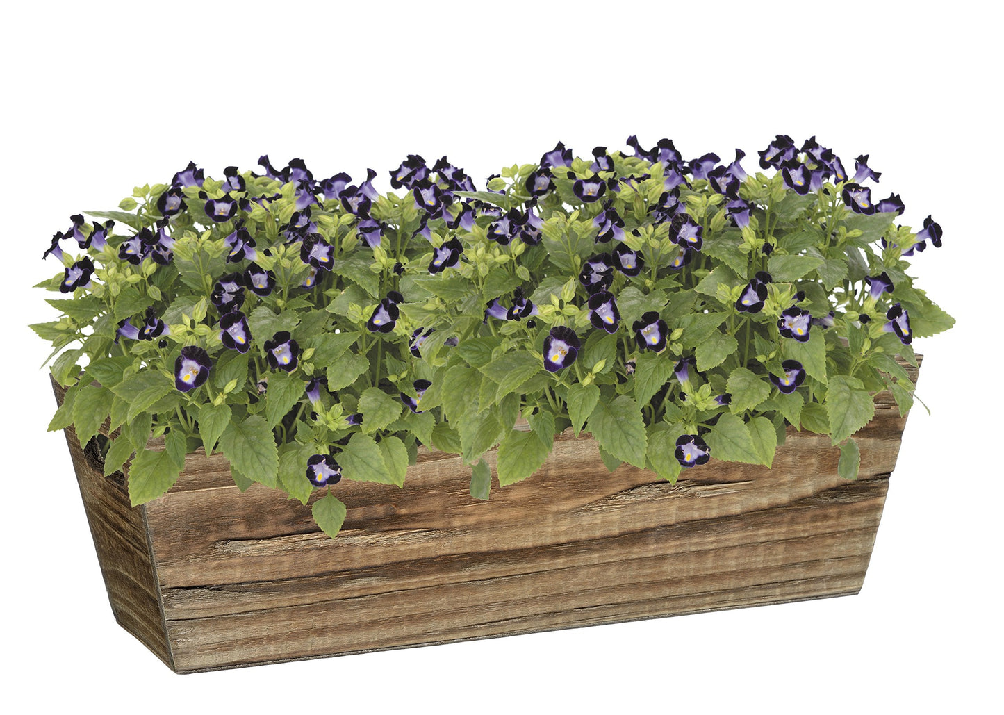 Classic Home & Garden Wood Window Box - Handled Buffalo Brown